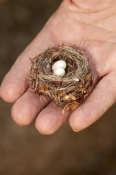 hummingbird-nest;tiny-nest;small-nest;family-Trochilidae