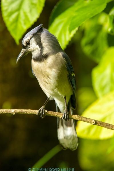 passerine;jay bird;florida blue jay