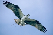 osprey;osprey-with-nesting-material-in-talons;pandion-haliaetus;sea-bird;osprey-with-nesting-materia