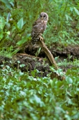 barred-owl;strix-varia;owl;barred-owl-fledgling;owl-fledging;large-owl;owl-in-tree;owl-on-branch;owl