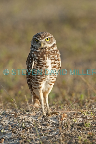 burrowing owl picture;burrowing owl;owl in burrow;athene cunicularia;burrowing owl on burrow;florida owl;ground owl;underground owl;small owl;steven david miller