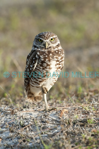 burrowing owl picture;burrowing owl;owl in burrow;athene cunicularia;burrowing owl on burrow;florida owl;ground owl;underground owl;small owl;owl;cape coral;north america owl