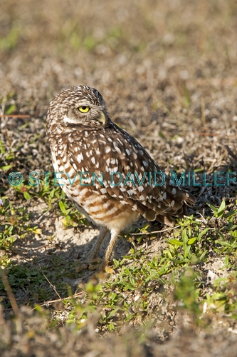 burrowing owl picture;burrowing owl;owl in burrow;athene cunicularia;burrowing owl on burrow;florida owl;ground owl;underground owl;small owl;north america owl;owl;cape coral