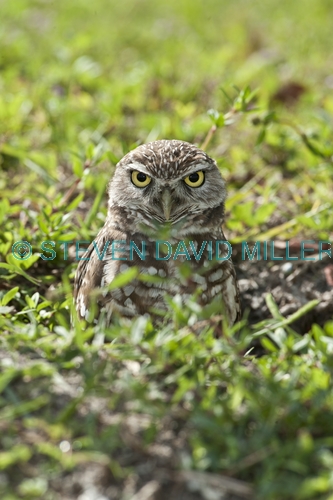 burrowing owl picture;burrowing owl;owl in burrow;athene cunicularia;burrowing owl in burrow;florida owl;ground owl;underground owl;small owl;intense;curious;attentive;owl;north america owl;cape coral
