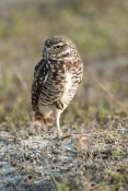 burrowing-owl-picture;burrowing-owl;owl-in-burrow;athene-cunicularia;burrowing-owl-on-burrow;florida