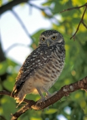 florida-burrowing-owl;burrowing-owl;owl;small-owl;athene-cunicularia;owl-standing;owl-with-yellow-ey