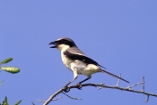 loggerhead-shrike-picture;loggerhead-shrike;shrike;lanius-ludovicianus;florida-shrike;florida-bird;b