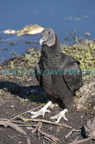 black vulture picture;black vulture;american black vulture;vulture;scavanger;scavanger bird;florida birds;florida national parks;everglades birds;everglades national park