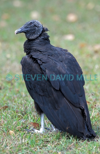 black vulture picture;black vulture;vulture;everglades national park;vultures in everglades national park;black bird;the everglades