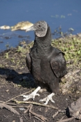 black-vulture-picture;black-vulture;american-black-vulture;vulture;scavanger;scavanger-bird;florida-