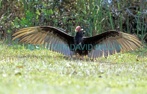 turkey vulture picture;turkey vulture;vulture;everglades national park;the everglades;vulture with wings open;bird with wings open