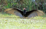 turkey-vulture-picture;turkey-vulture;vulture;everglades-national-park;the-everglades;vulture-with-w