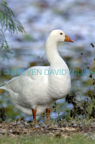 greylag goose picture;greylag goose;white goose;grey goose;goose;domesticated goose;anser anser;lilyponds;mapleton