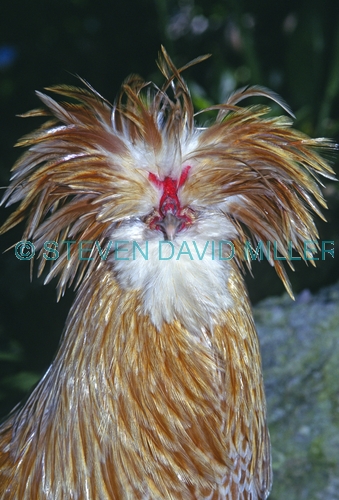 rooster picture;rooster;exotic rooster;rooster with head dress;gallus gallus;male gallus gallus;rooster breed;silly bird;crazy looking bird;bird with gold feathers;steven david miller