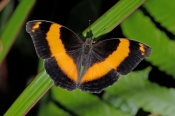 australian-lurcher-butterfly-picture;australian-lurcher-butterfly;lurcher-butterfly;yoma-sabina;aust