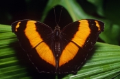 Australian Lurcher Butterfly