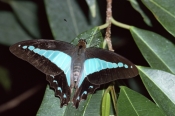 AUSTRALIA;BLUE;BUTTERFLIES;COLOURFUL;GRAPHIUM-SARPEDON;INSECTS;INVERTEBRATES;LEPIDOPTERA;PATTERNS;SW