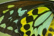 Australian Butterflies & Moths