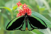 cairns-birdwing-butterfly-picture;cairns-birdwing-butterfly;ornithoptera-euphorion;australian-butter