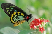 cairns-birdwing-butterfly-picture;cairns-birdwing-butterfly;ornithoptera-euphorion;australian-butter