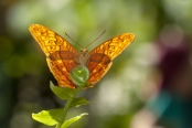 Australian Butterflies & Moths