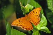 cruiser-butterfly-picture;cruiser-butterfly;vindula-arsinoe;australian-butterfly;butterfly-farm;kura