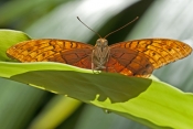 cruiser-butterfly-picture;cruiser-butterfly;vindula-arsinoe;australian-butterfly;butterfly-farm;kura