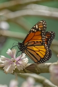 Monarch Butterfly (Introduced)