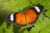orange-lacewing-butterfly-picture;orange-lacewing-butterfly;cethosia-penthesilea;australian-butterfl
