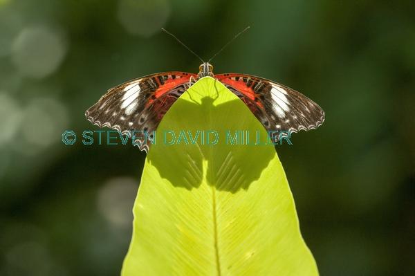 butterfly shadow;orange butterfly
