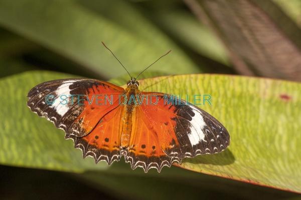 butterfly shadow;orange butterfly