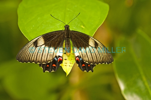 orchard butterfly picture;orchard butterfly;papilio aegeus;australian butterfly;butterfly farm;kuranda butterfly farm;kuranda;queensland;butterfly with wings open;butterfly on leaf;butterfly wings;buttefly body;green;steven david miller