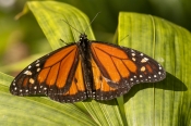 introduced-species;australian-introduced-butterfly