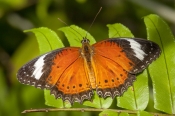 orange-butterfly