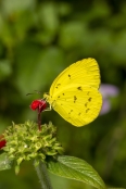 Small Grass Yellow Butterfly