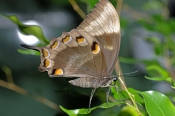 ulysses-butterfly-picture;ulysses-butterfly;ulysses-swallowtail-butterfly;swallowtail-butterfly;aust