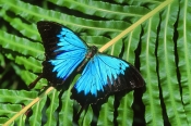 ulysses-butterfly-picture;ulysses-butterfly;blue-butterfly;beautiful-butterfly;papilio-ulysses;butte