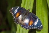 Vaired Eggfly Butterfly