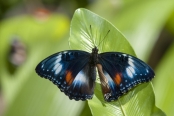 butterfly-wings-unfolding