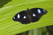 varied-eggfly-butterfly-picture;varied-eggfly-butterfly;hypolimnas-bolina;australian-butterfly;butte