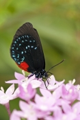 atala-butterfly-picture;atala-butterfly;eumaeus-atala;threatened-butterfly;extinct-butterfly;butterf