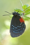 atala-butterfly-picture;atala-butterfly;eumaeus-atala;threatened-butterfly;extinct-butterfly;butterf