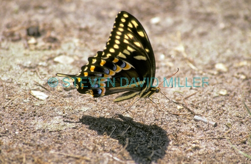 black swallowtail picture;black swallowtail;black swallowtail butterfly;butterfly feeding on minerals;butterfly sucking minerals;butterfly feeding on minerals;big cypress preserve;butterfly on the ground;swallowtail butterfly;florida butterflies;florida butterfly