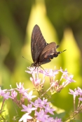 eastern-black-swallowtail-butterfly-picture;eastern-black-swallowtail-butterfly;black-swallowtail-bu
