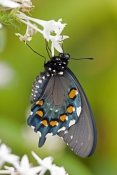 eastern-black-swallowtail-butterfly-picture;eastern-black-swallowtail-butterfly;black-swallowtail-bu