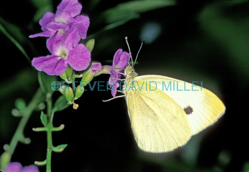 cloudless sulphur butterfly;sulphur butterfly;phoebis sennae;yellow butterfly;small butterfly;florida butterfly