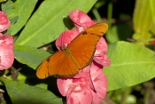 Julia Butterfly