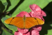 julia-butterfly-picture;julia-butterfly;longwing-butterfly;dryas-iulia;heliconian-butterfly;florida-
