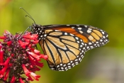 monarch-butterfly-picture;monarch-butterfly;milkweed-butterfly;danaus-plexippus;monarch-butterfly-on