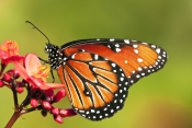 monarch-butterfly-picture;monarch-butterfly;milkweed-butterfly;danaus-plexippus;monarch-butterfly-on